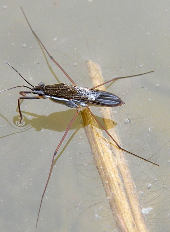 Gerris sp